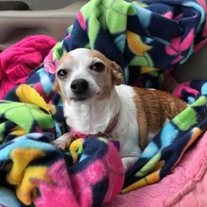 Meet your Posher, Morgan